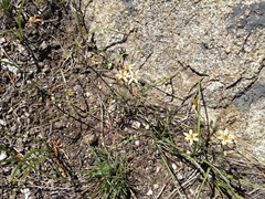 Triteleia ixioides anilina
