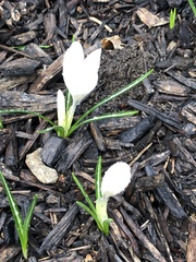 Crocus