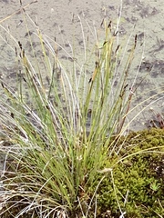 Schoenus nigricans