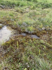 Schoenus nigricans