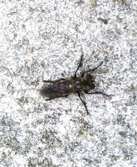 Cyrtopogon