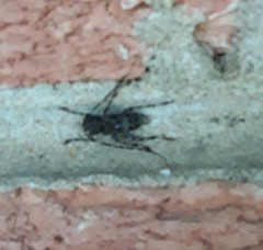 Graphisurus fasciatus