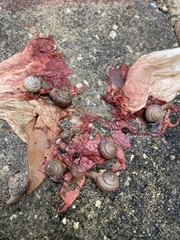 Bradybaena similaris image