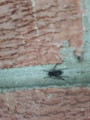 Graphisurus fasciatus