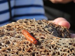 Cactoblastis cactorum