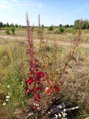 Atriplex hortensis