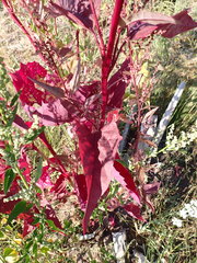 Atriplex hortensis