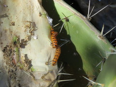 Cactoblastis cactorum