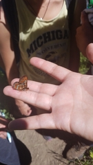 Euphydryas gillettii