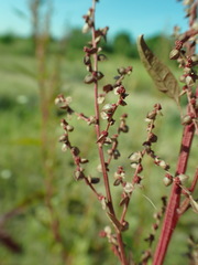 Atriplex hortensis