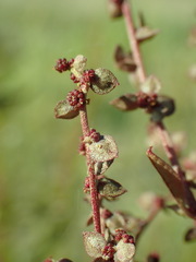 Atriplex hortensis