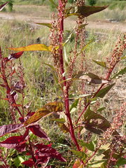Atriplex hortensis