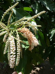 Stachyothyrsus stapfiana