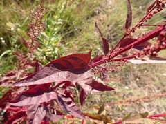 Atriplex hortensis