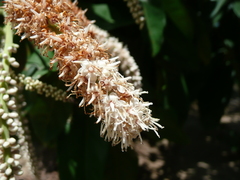 Stachyothyrsus stapfiana