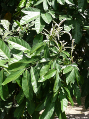 Stachyothyrsus stapfiana