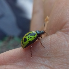 Calligrapha fulvipes