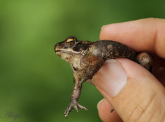 Incilius marmoreus