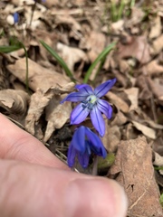 Scilla siberica