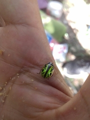 Calligrapha fulvipes