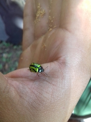 Calligrapha fulvipes