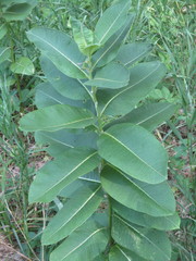 Asclepias syriaca