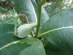 Asclepias syriaca