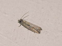 Bactra