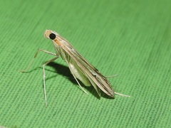 Lepidoptera
