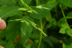 Bromus latiglumis