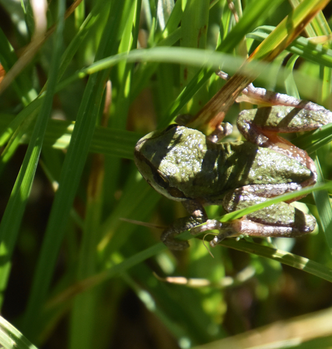 iNaturalist observation photo of Pacific chorus frog