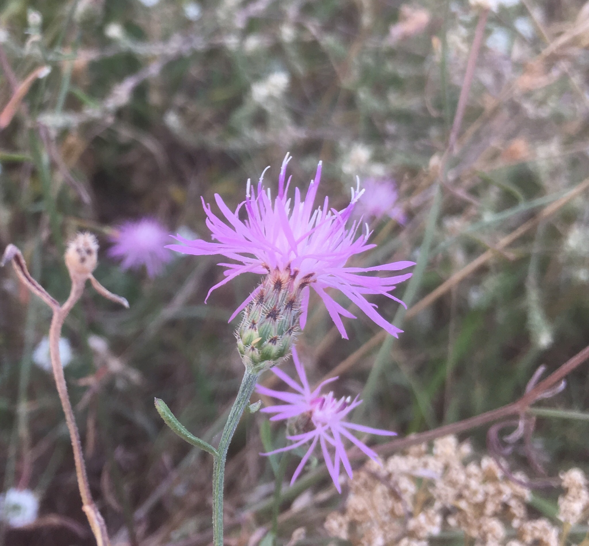 Centaurea stoebe ssp. micranthos