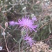 Spotted Starthistle - Photo (c) fschrauth, some rights reserved (CC BY-NC), uploaded by fschrauth