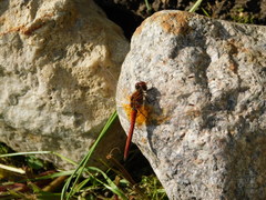 Sympetrum flaveolum