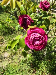 Rosa