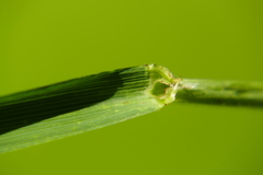 Bromus latiglumis