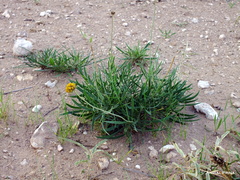Gaillardia megapotamica megapotamica