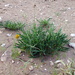 Gaillardia megapotamica megapotamica - Photo (c) Anibal Prina, algunos derechos reservados (CC BY-NC), subido por Anibal Prina