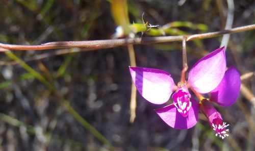 Scaleleaf Falsepea (Polygala pappeana)