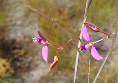 Polygala pappeana
