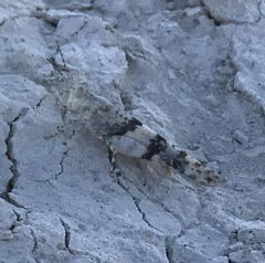 Trimerotropis salina