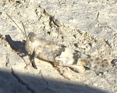 Trimerotropis salina