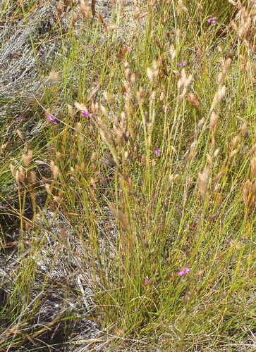 Image of Polygala pappeana by (c) Nicola van Berkel, some rights reserved (CC BY-SA)