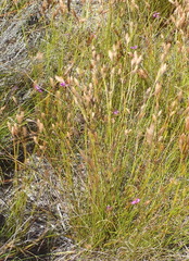 Polygala pappeana
