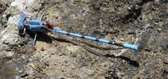 Argia agrioides