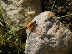 Sympetrum flaveolum