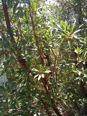 Arbutus arizonica
