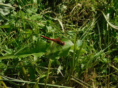 Sympetrum flaveolum