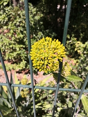 Isatis tinctoria