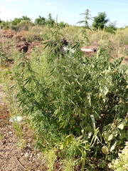 Cannabis sativa sativa